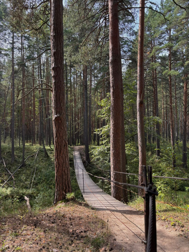 Припышминские боры 2.jpg